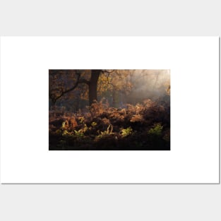 Bracken Lit by Morning Light, Richmond Park Posters and Art